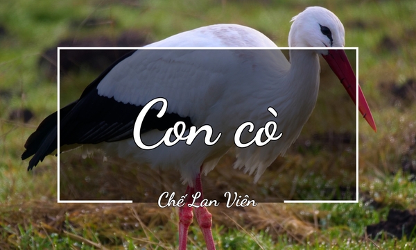 CON CÒ – CHẾ LAN VIÊN